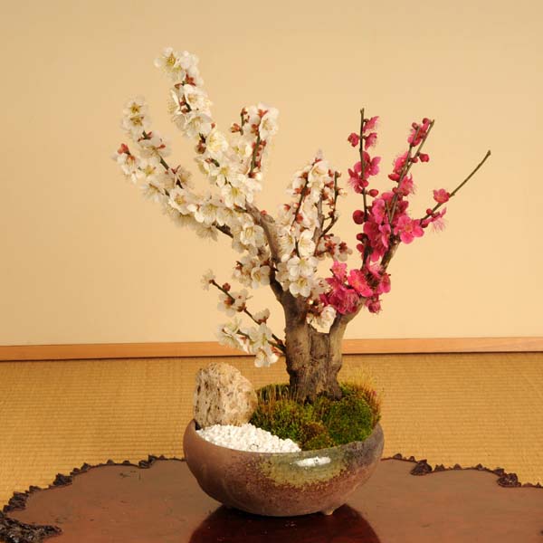 盆栽：紅白梅 限定モデル 瀬戸焼三彩鉢 3年保証 2022年開花 送料無料 お歳暮 あす楽 bonsai