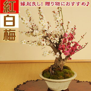 �~�́F�g���~�i���ˏĔ����j*�y2024�N���t�J�ԗ\��z�y���������z�y�E���zbonsai