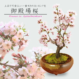 ◇楽天1位◇人気桜盆栽：御殿場桜(瀬戸焼三彩鉢)*【2026年春開花】【送料無料】【あす楽対応】【さくら盆栽】bonsai