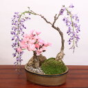 【即日発送!】人気花物盆栽:桜・藤寄せ*陶器鉢*【2018年春開花】【送料無料】【桜盆栽】【さくら盆栽】