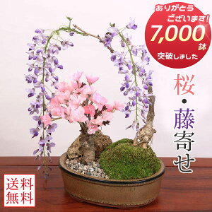 lCԕ~́FE*픫y2025NtJԏIzytpł͂zyzy~́zy~́zyIzłԌ bonsai