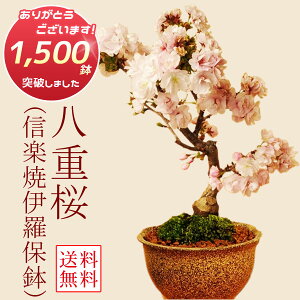 ~́Fd(MyĈɗ۔)*y2025NtJԏIzyyΉzłԌ bonsai