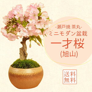 yy Mtgzyo׉!z~́Fˍ(ˏĒ۔)*y2025NtJԏIzytpł͂zyzyyΉzy~́złԌ bonsai