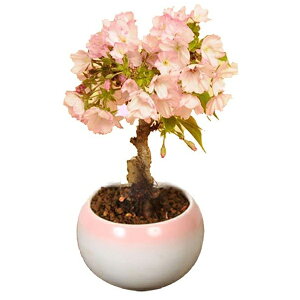 一才桜 盆栽 植木の人気商品 通販 価格比較 価格 Com 一才桜 盆栽 植木の人気商品 通販 価格比較 価格 Com