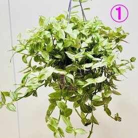 おしゃれ 観葉植物 選べる：トラディスカンチア*6号吊り鉢 トラカン
