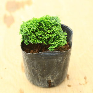 cFARqmLiAROj*񂴂Ђ̂