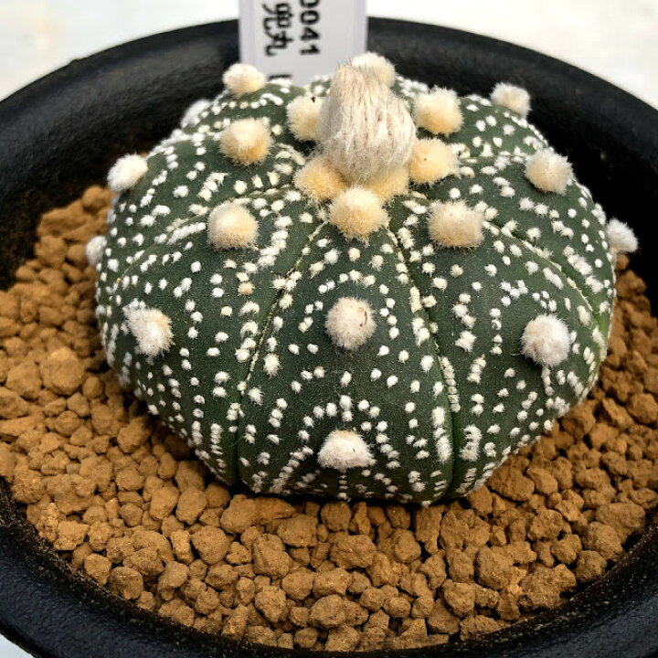 楽天市場 サボテン アストロフィツム 兜丸 L 幅5 5ｃｍ 遊恵盆栽 楽天市場店