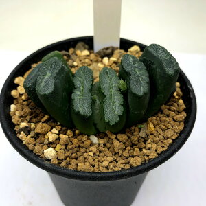 多肉植物 玉扇 ハオルチア 観葉植物の人気商品 通販 価格比較 価格 Com 多肉植物 玉扇 ハオルチア 観葉植物の人気商品 通販 価格比較 価格 Com