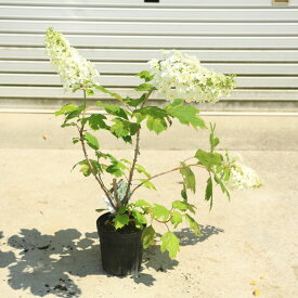 庭木・植木：カシワバアジサイ（柏葉紫陽花）（八重咲き）スノーフレーク　6寸ポット＊