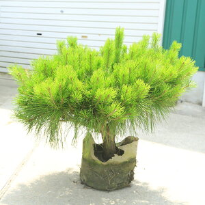  ؁Fsi傤܂j*i傤傤jԏ@Ǖi@F50cm }֔@^ME}c