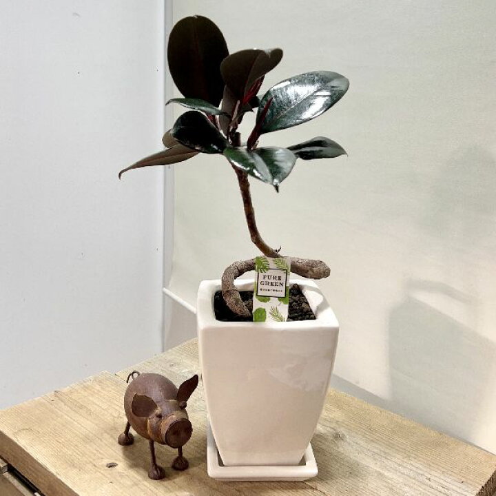 楽天市場】おしゃれ 観葉植物：フィカス バーガンディ クロゴムの木 