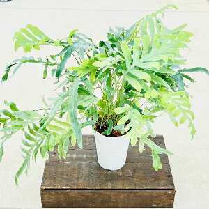 ブルースター 生花 生花の人気商品 通販 価格比較 価格 Com