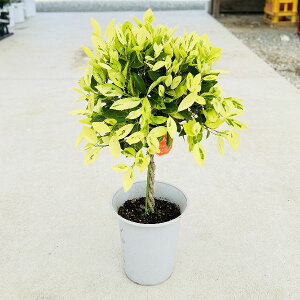 ベンジャミン 花 生花の人気商品 通販 価格比較 価格 Com