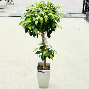 ベンジャミン 花 生花の人気商品 通販 価格比較 価格 Com