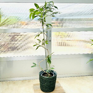 鉢カバー 布 観葉植物の人気商品 通販 価格比較 価格 Com