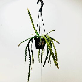 おしゃれ　観葉植物：レピスミウム　クルシフォルメ*吊り鉢　4号