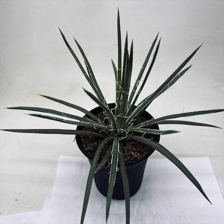 楽天市場】多肉植物：アガベ ジェミニフローラ*S 幅18cm : 遊恵盆栽 