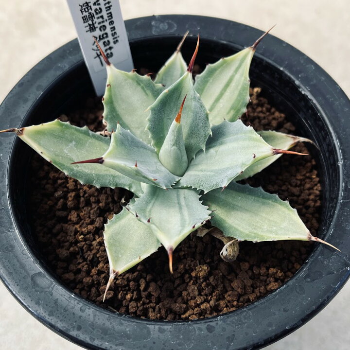 楽天市場】多肉植物：アガベ 姫雷神 ”ペッキー”*幅6cm : 遊恵盆栽 
