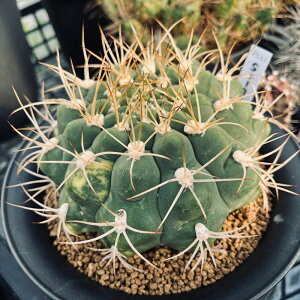 サボテン:ギムノカリキウム ゼガラエ ちょっと斑入り*幅13cm 現品!一品限り