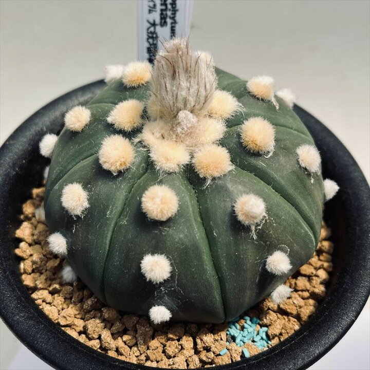 楽天市場 サボテン アストロフィツム 大疣瑠璃兜丸 実生 幅7 5ｃｍ 現品 一品限り 遊恵盆栽 楽天市場店
