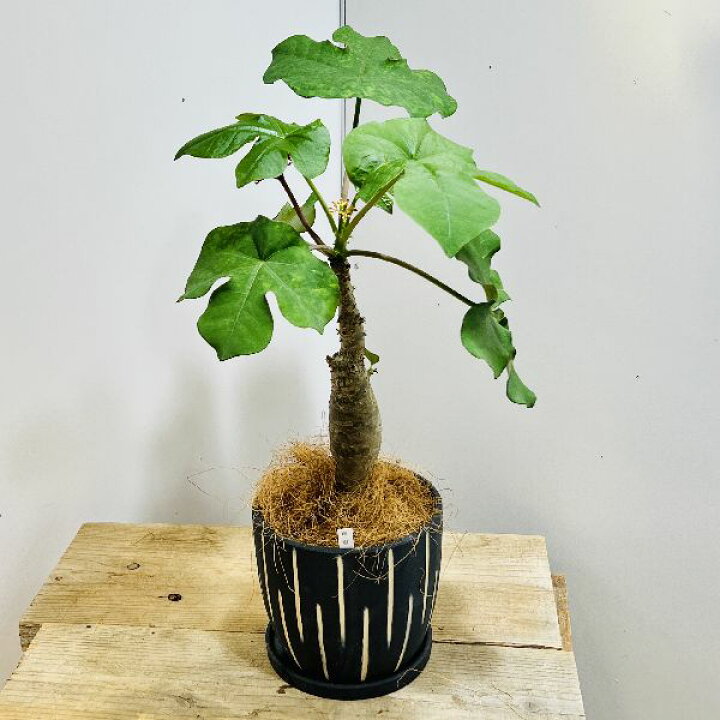 楽天市場】おしゃれ 観葉植物：サンゴアブラギリ 鉢植え*受皿付 