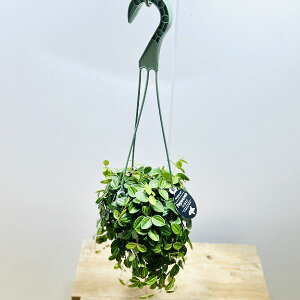 @ϗtAFyy~A@AO[^*4@݂蔫