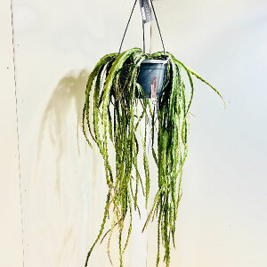 @ϗtAFsX~E@NVtH*݂蔫@7