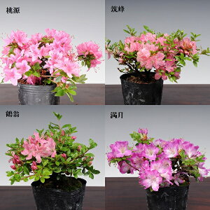 cF[RccW*@i킨Iт@݂܂肵܂@~}LV}ccW