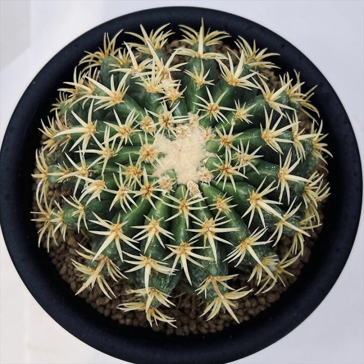 楽天市場】サボテン：エキノカクタス 鷲爪金鯱 実生*幅8.5cm 現品 