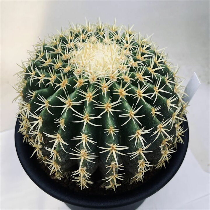 楽天市場】サボテン：エキノカクタス 鷲爪金鯱 実生*幅14cm 現品！一品 