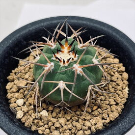 サボテン：ギムノカリキウム 天平丸 実生*幅3.5cm