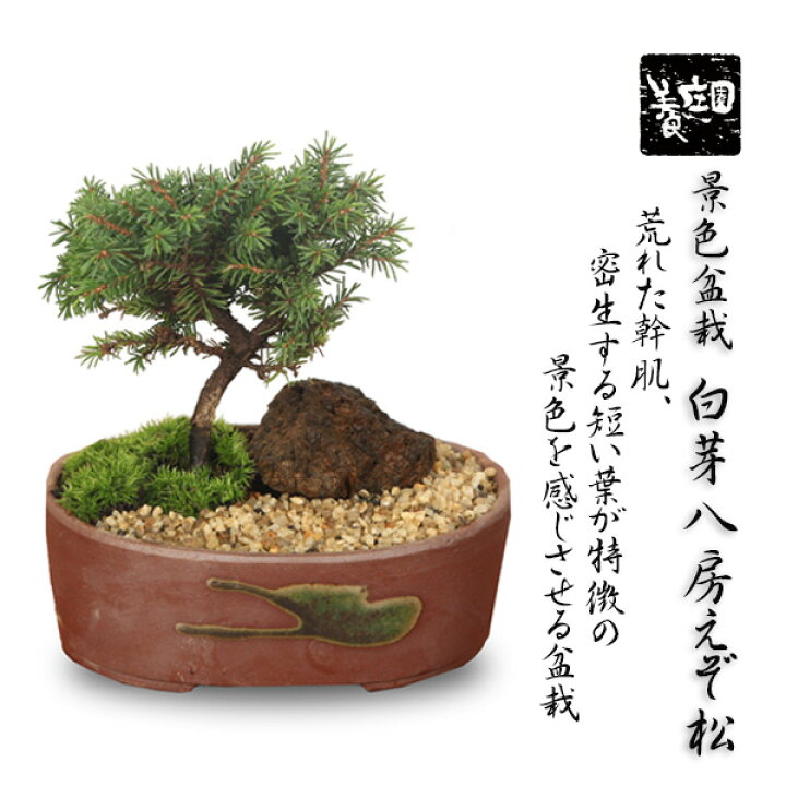 楽天市場】盆栽：ミニ景色盆栽 白芽八房えぞ松*（瀬戸焼楕円鉢）苔と砂 