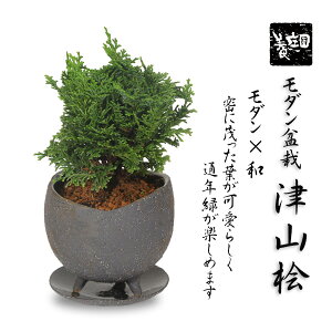~́F_~ ÎRO(܂Ђ̂)*_t 󂯎MtqmLA픫a_bonsai