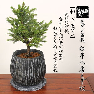 ~́F_~ 蔪[*Ȗ͗lCeA_󂯎Mt ڈΏA픫aMtgv[gɂbonsai