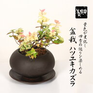 【即日出荷可】和モダン：ミニ盆栽　初雪かずら(ハツユキカズラ)*＜モダン鉢 受け皿付き＞はつゆきかずら…