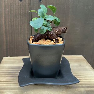 ܂@ϗtAF~jKW}*XNGAVP@Mt