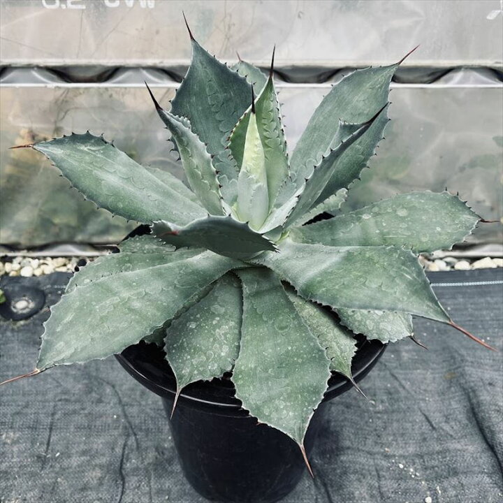 楽天市場】多肉植物：アガベ 風雷神*XL 幅30cm : 遊恵盆栽 楽天市場店
