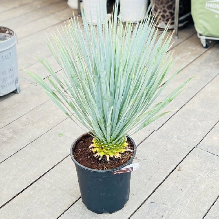 楽天市場】おしゃれ 観葉植物：ユッカ ロストラータ*8号 Yucca 