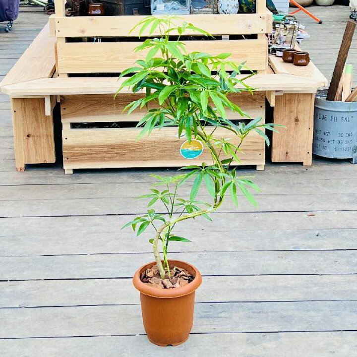 楽天市場】おしゃれ 観葉植物：シェフレラ アンガスティフォリア*7号 