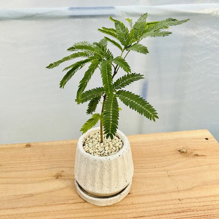 楽天市場】おしゃれ 観葉植物：エバーフレッシュ 鉢植え 受皿付 