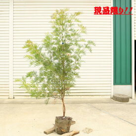 特選庭木・植木：グレビレア（ピーチアンドクリーム）*　樹高100-120cm 現品をお選びください。 佐川急便発送