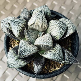 多肉植物：ハオルチア 白銀ピクタ交配種　クイーンフォックス*幅7cm