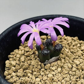 多肉植物：コノフィツム ルックホフィー*2頭　幅1cm　※お花が咲いていないこともあります