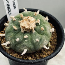 楽天市場】銀冠玉の通販 