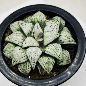 AFnI`A ֐nUCNsN^*9cm@iIi