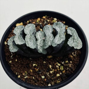 AFnI`A@ʐ@Ζ*7cm@iIi