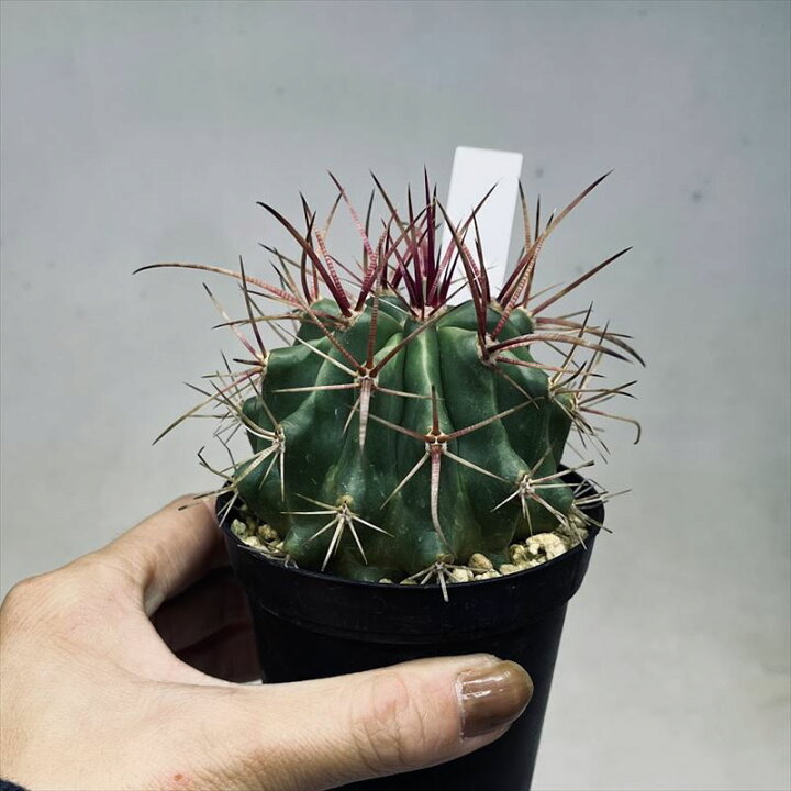 楽天市場】サボテン：フェロカクタス 赤鳳 実生*幅7cm : 遊恵盆栽 