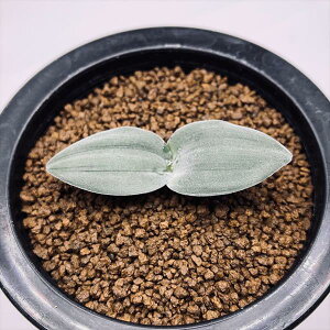 �����A���F�h���~�A�@�v���e�B�t�B���@�щH��*�t��6cm