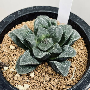 �����A���F�n�I���`�A�@�s�O�}�G�Ahyb.*��8cm�@���i�I��i����