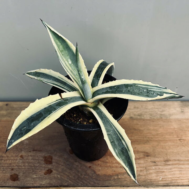 楽天市場】多肉植物：アガベ アメリカーナ錦 覆輪*幅24cm : 遊恵盆栽 